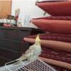 خانه و  آشپزخانه - حیوانات - پرندگان