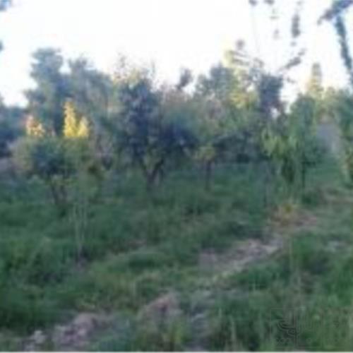 باغ و باغچه - انتقال مالکیت قطعی