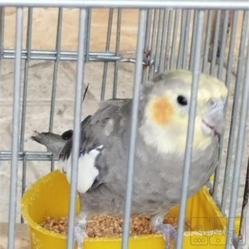 خانه و  آشپزخانه - حیوانات - پرندگان