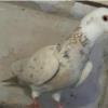 خانه و  آشپزخانه - حیوانات - پرندگان