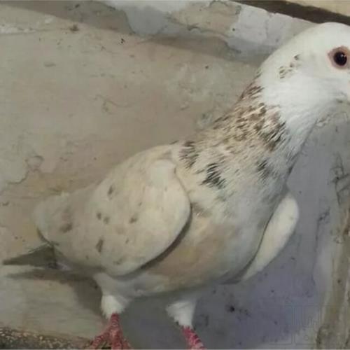 خانه و  آشپزخانه - حیوانات - پرندگان