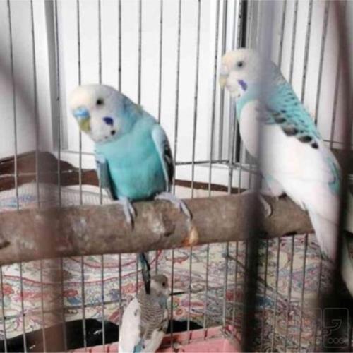 خانه و  آشپزخانه - حیوانات - پرندگان
