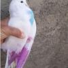 خانه و  آشپزخانه - حیوانات - پرندگان
