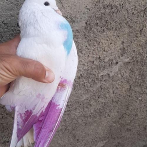 خانه و  آشپزخانه - حیوانات - پرندگان