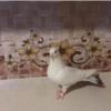 خانه و  آشپزخانه - حیوانات - پرندگان