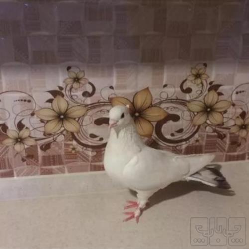 خانه و  آشپزخانه - حیوانات - پرندگان