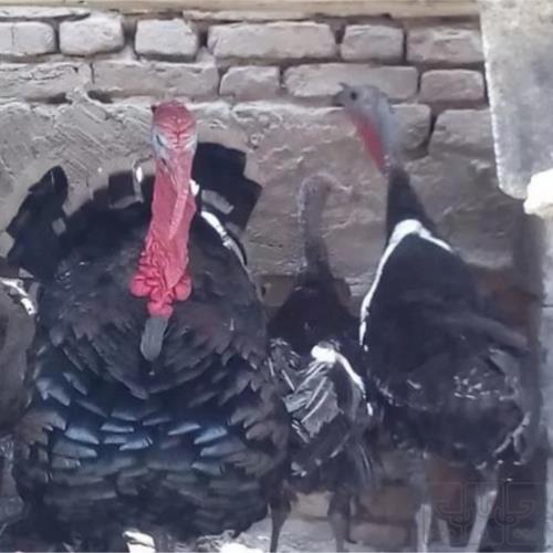 خانه و  آشپزخانه - حیوانات - پرندگان