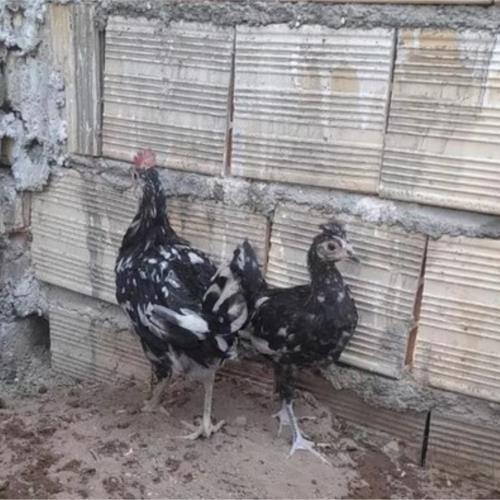 خانه و  آشپزخانه - حیوانات - پرندگان