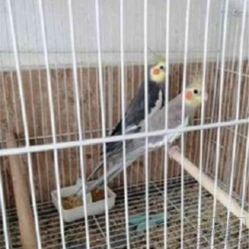 خانه و  آشپزخانه - حیوانات - پرندگان