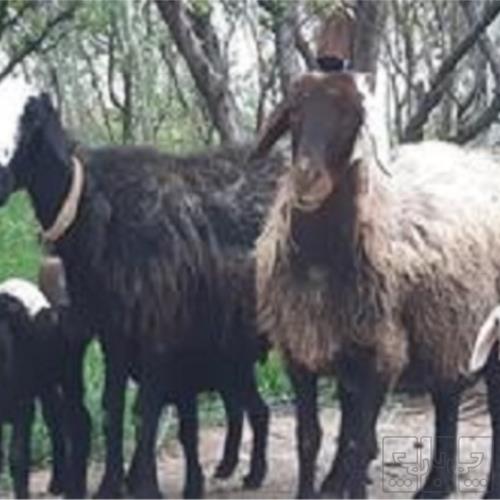خانه و  آشپزخانه - حیوانات - پستانداران
