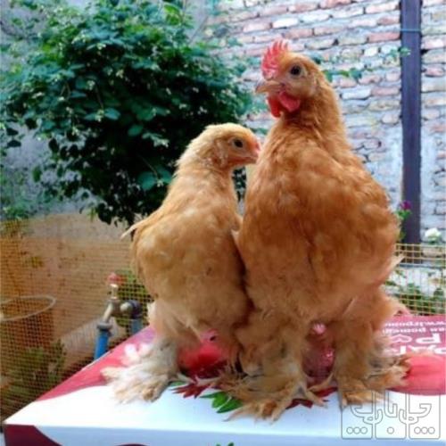 خانه و  آشپزخانه - حیوانات - پرندگان