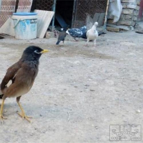 خانه و  آشپزخانه - حیوانات - پرندگان