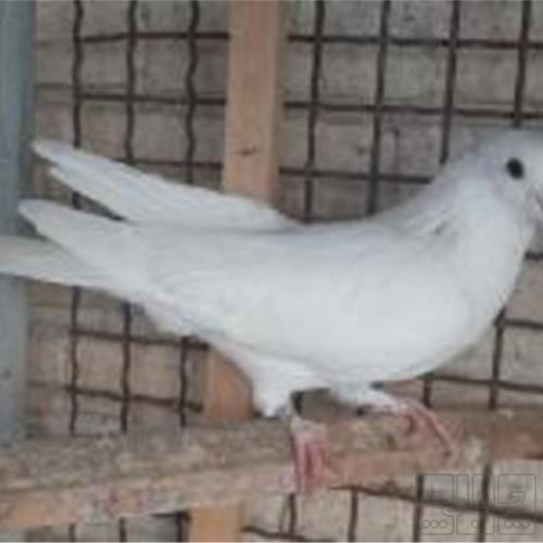خانه و  آشپزخانه - حیوانات - پرندگان