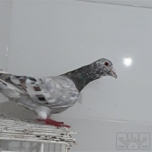 خانه و  آشپزخانه - حیوانات - پرندگان