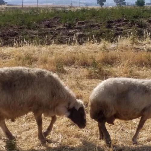 خانه و  آشپزخانه - حیوانات - پستانداران