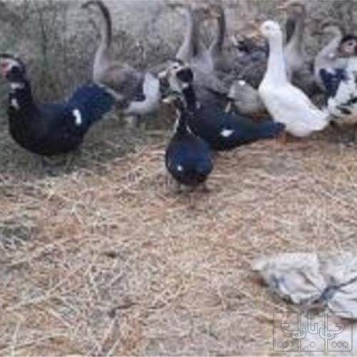 خانه و  آشپزخانه - حیوانات - پرندگان
