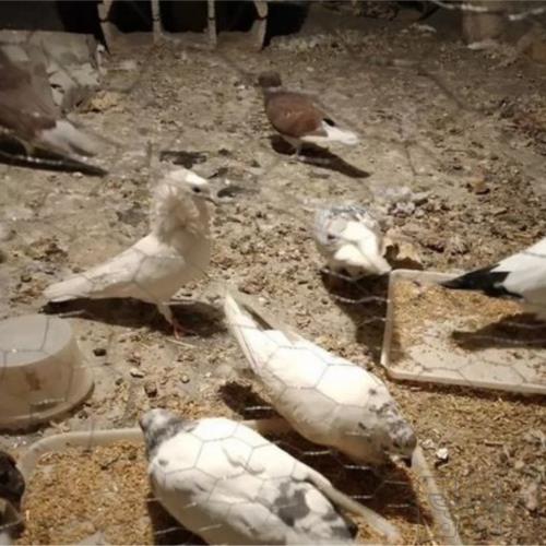 خانه و  آشپزخانه - حیوانات - پرندگان