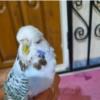 خانه و  آشپزخانه - حیوانات - پرندگان