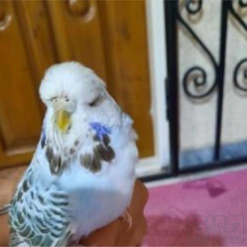 خانه و  آشپزخانه - حیوانات - پرندگان