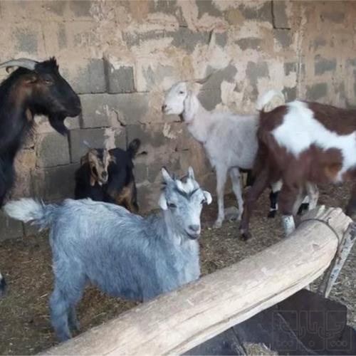 خانه و  آشپزخانه - حیوانات - پستانداران