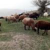 خانه و  آشپزخانه - حیوانات - پستانداران