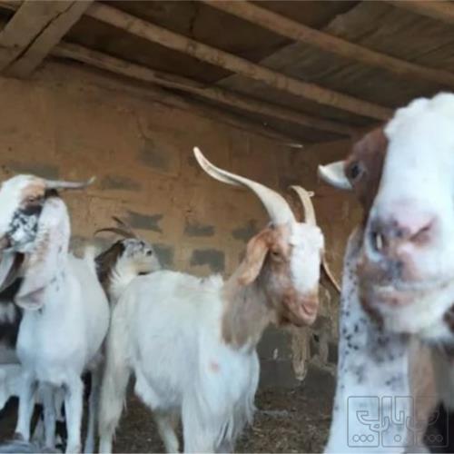 خانه و  آشپزخانه - حیوانات - پستانداران