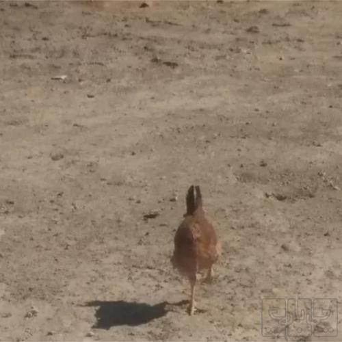 خانه و  آشپزخانه - حیوانات - پرندگان