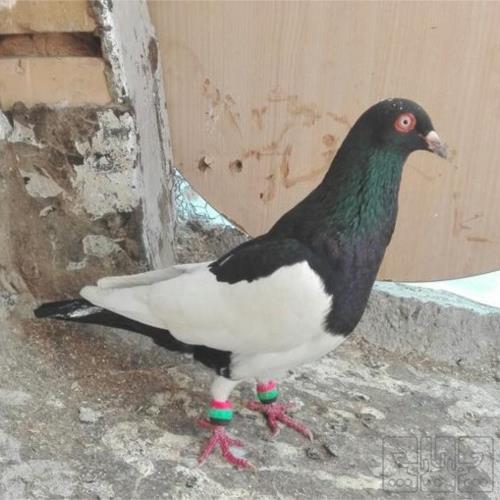خانه و  آشپزخانه - حیوانات - پرندگان