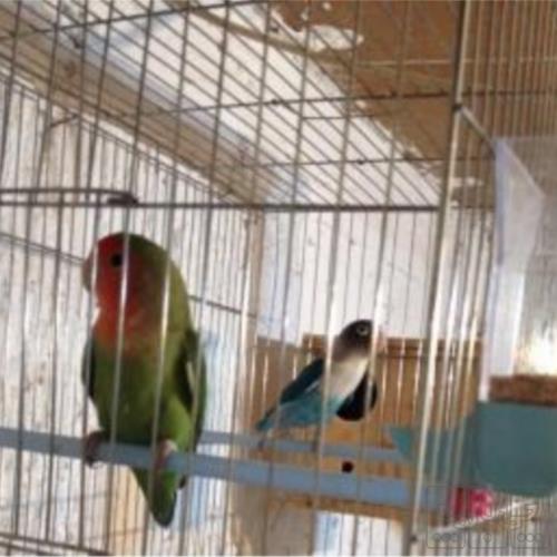 خانه و  آشپزخانه - حیوانات - پرندگان
