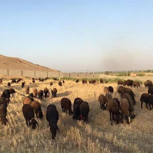 خانه و  آشپزخانه - حیوانات - پستانداران