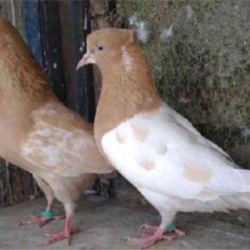 خانه و  آشپزخانه - حیوانات - پرندگان