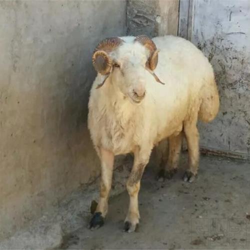 خانه و  آشپزخانه - حیوانات - پستانداران