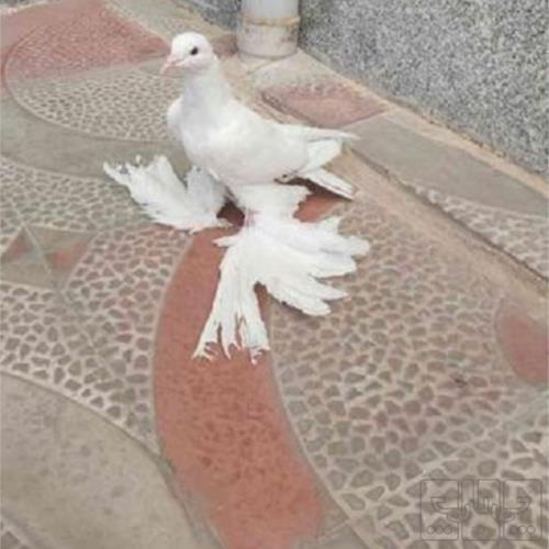 خانه و  آشپزخانه - حیوانات - پرندگان
