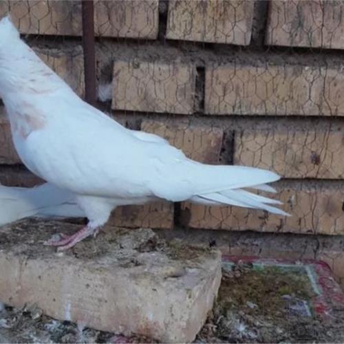 خانه و  آشپزخانه - حیوانات - پرندگان