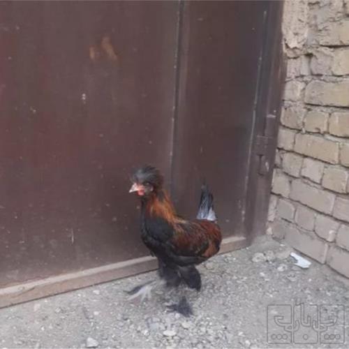 خانه و  آشپزخانه - حیوانات - پرندگان