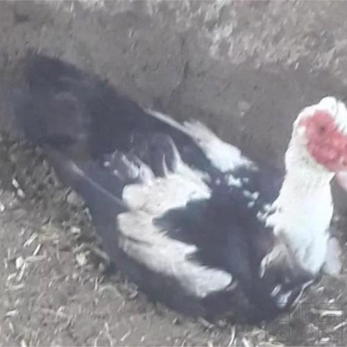 خانه و  آشپزخانه - حیوانات - پرندگان
