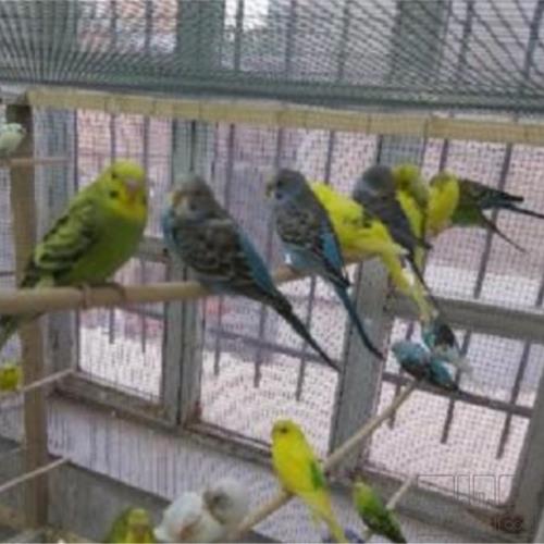 خانه و  آشپزخانه - حیوانات - پرندگان