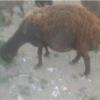 خانه و  آشپزخانه - حیوانات - پستانداران