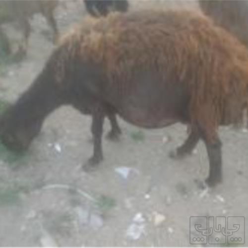 خانه و  آشپزخانه - حیوانات - پستانداران
