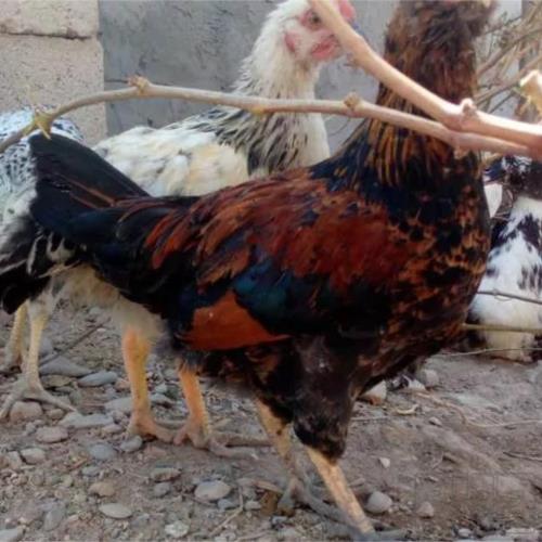 خانه و  آشپزخانه - حیوانات - پرندگان