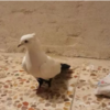 خانه و  آشپزخانه - حیوانات - پرندگان
