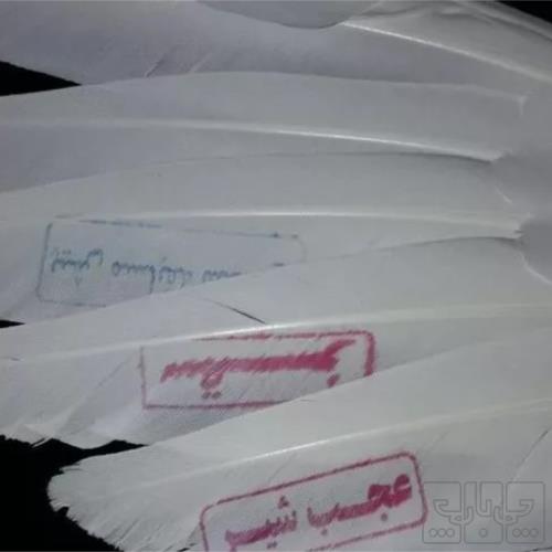 خانه و  آشپزخانه - حیوانات - پرندگان