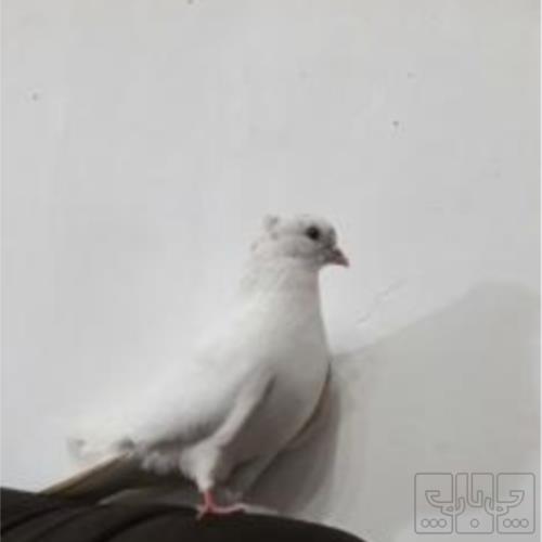 خانه و  آشپزخانه - حیوانات - پرندگان