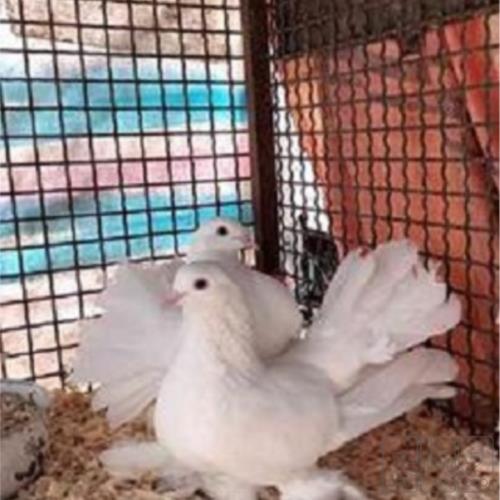 خانه و  آشپزخانه - حیوانات - پرندگان