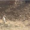 خانه و  آشپزخانه - حیوانات - پستانداران