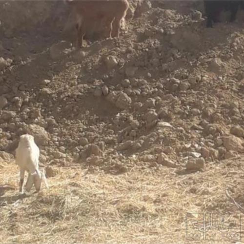 خانه و  آشپزخانه - حیوانات - پستانداران