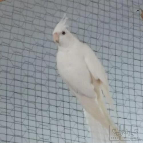 خانه و  آشپزخانه - حیوانات - پرندگان