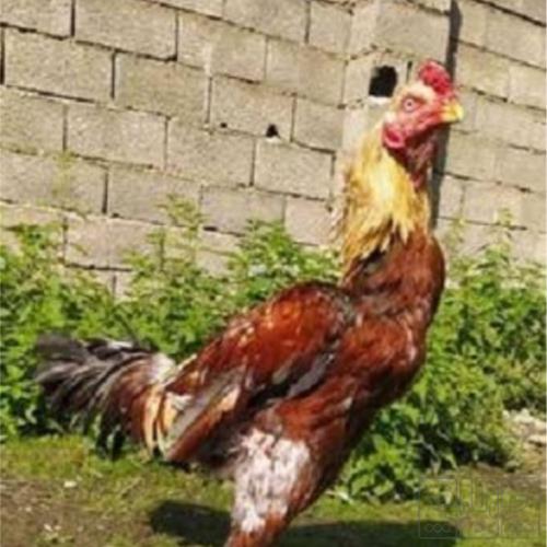 خانه و  آشپزخانه - حیوانات - پرندگان