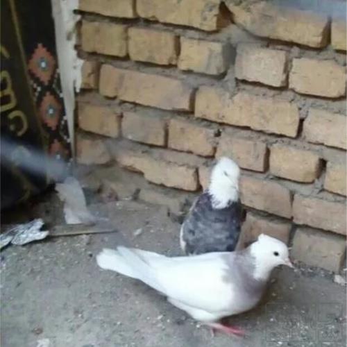 خانه و  آشپزخانه - حیوانات - پرندگان