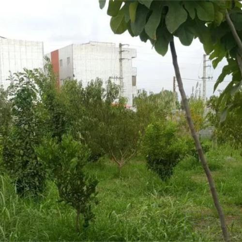 باغ و باغچه - انتقال مالکیت قطعی - ملکی